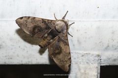 Daphnusa sinocontinentalis