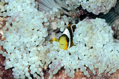 Amphiprion tricinctus