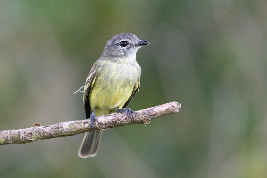 Forest Elaenia