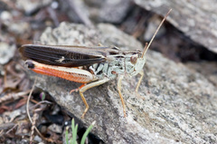 Stenobothrus rubicundulus