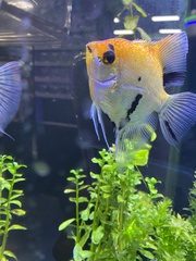 Pterophyllum scalare