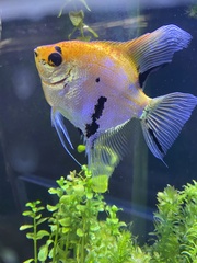 Pterophyllum scalare