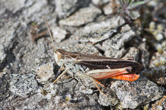 Stenobothrus rubicundulus