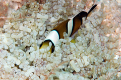 Amphiprion tricinctus