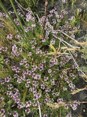 Lobelia jasionoides