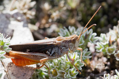 Stenobothrus rubicundulus