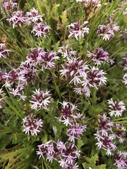 Lobelia jasionoides