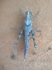 Schistocerca rubiginosa