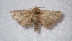 Mythimna anderreggii