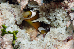 Amphiprion tricinctus