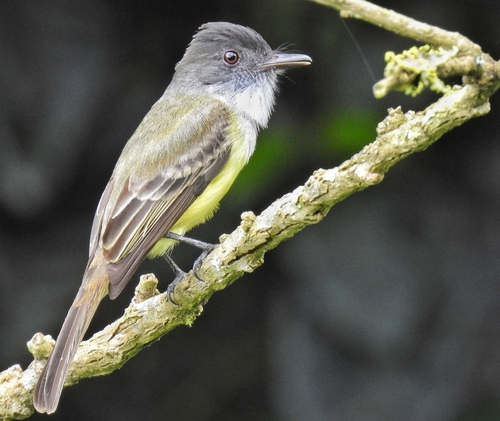 Schwarzkappen-Schopftyrann (Myiarchus tuberculifer)