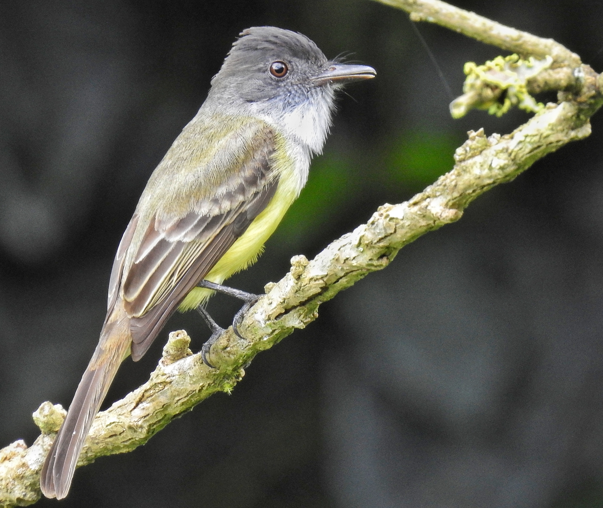 Dusky-capped Flycatcher (Myiarchus tuberculifer)