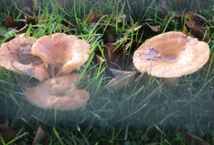Lactarius tabidus