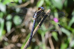 Dasythemis mincki