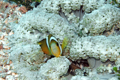 Amphiprion tricinctus