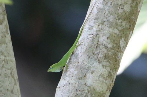 Dominican Green Anole, Anolis callainus