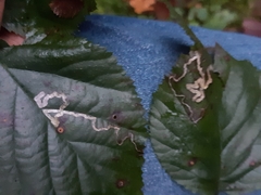 Stigmella splendidissimella