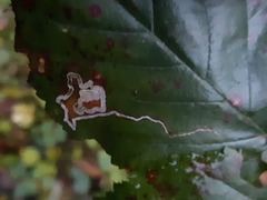 Stigmella splendidissimella