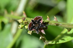 Byttneria australis