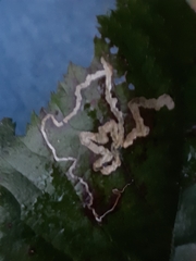 Stigmella splendidissimella