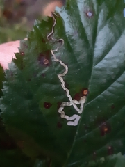 Stigmella splendidissimella