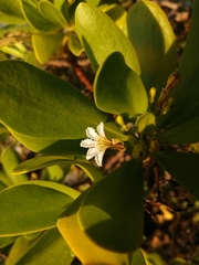 Scaevola plumieri