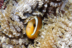 Amphiprion tricinctus