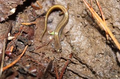 Eurycea multiplicata