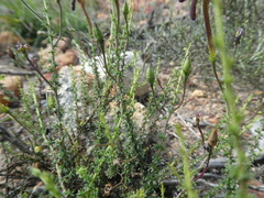 Jamesbrittenia atropurpurea