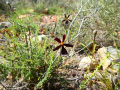 Jamesbrittenia atropurpurea