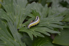 Euchalcia variabilis