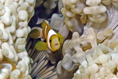 Amphiprion tricinctus