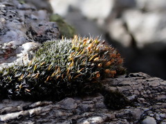Grimmia alpestris