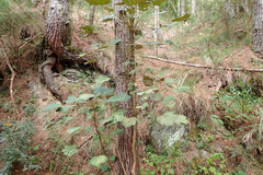 Sinopanax formosanus