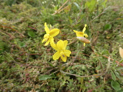 Cyanella lutea lutea