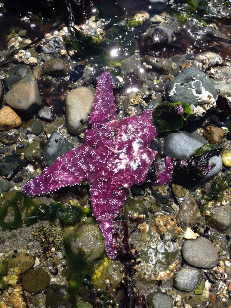 Pisaster giganteus - Wikipedia