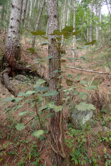 Sinopanax formosanus