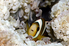 Amphiprion tricinctus