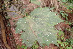 Sinopanax formosanus