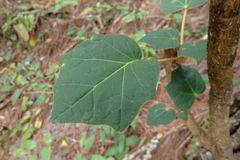 Sinopanax formosanus