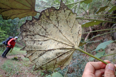Sinopanax formosanus