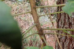 Sinopanax formosanus