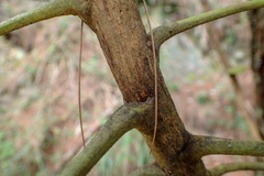 Sinopanax formosanus