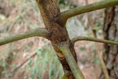 Sinopanax formosanus