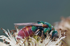 Parnopes grandior