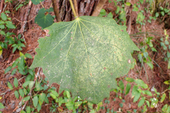 Sinopanax formosanus