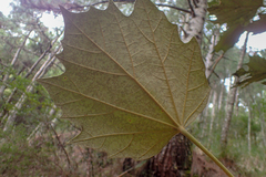 Sinopanax formosanus