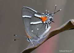 Strymon acis bartrami