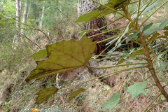 Sinopanax formosanus