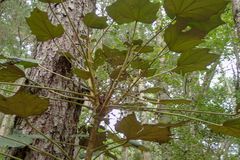 Sinopanax formosanus
